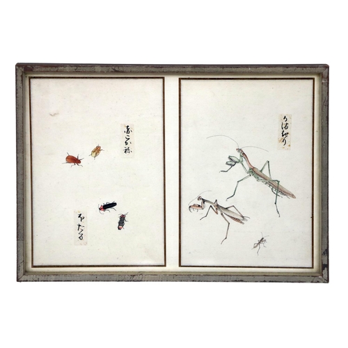 248 - A rare collection of 12 Chinese Entomology Insect Studies, depicting moths, beetles, butterflies etc... 