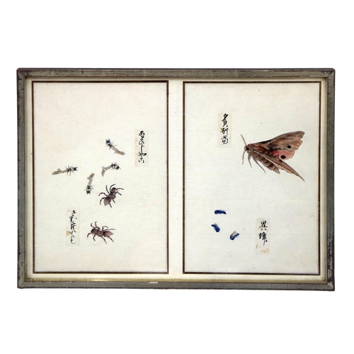 248 - A rare collection of 12 Chinese Entomology Insect Studies, depicting moths, beetles, butterflies etc... 