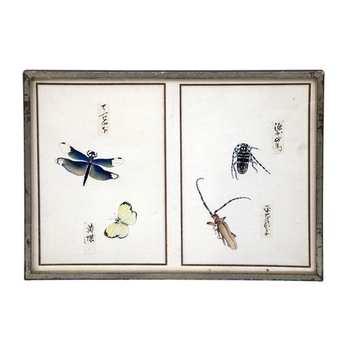 248 - A rare collection of 12 Chinese Entomology Insect Studies, depicting moths, beetles, butterflies etc... 