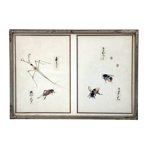 248 - A rare collection of 12 Chinese Entomology Insect Studies, depicting moths, beetles, butterflies etc... 