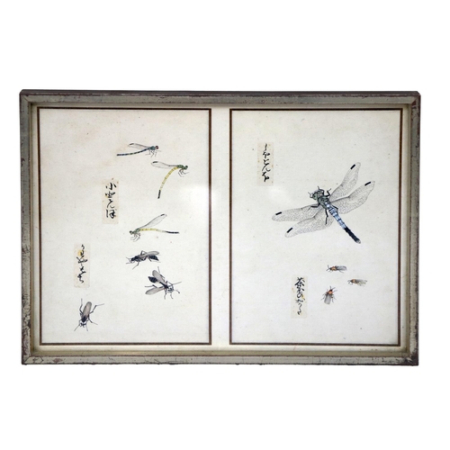 248 - A rare collection of 12 Chinese Entomology Insect Studies, depicting moths, beetles, butterflies etc... 