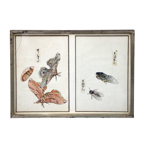 248 - A rare collection of 12 Chinese Entomology Insect Studies, depicting moths, beetles, butterflies etc... 