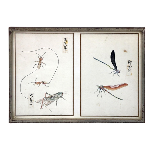 248 - A rare collection of 12 Chinese Entomology Insect Studies, depicting moths, beetles, butterflies etc... 