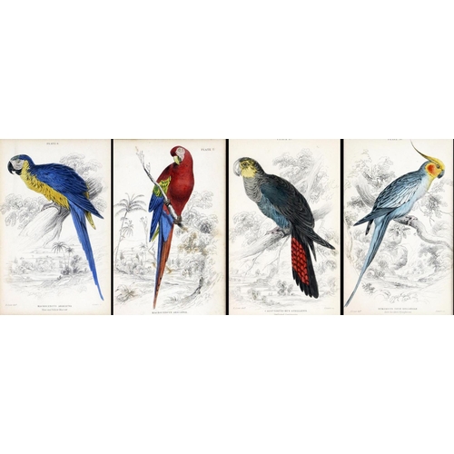 600 - An attractive set of 4 hand coloured Bird Prints, after E. Lear, in attractive mounts and frames, 15... 