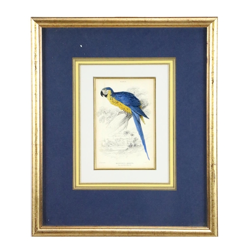 600 - An attractive set of 4 hand coloured Bird Prints, after E. Lear, in attractive mounts and frames, 15... 