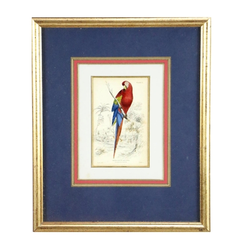 600 - An attractive set of 4 hand coloured Bird Prints, after E. Lear, in attractive mounts and frames, 15... 