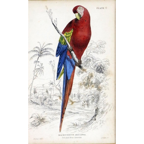 600 - An attractive set of 4 hand coloured Bird Prints, after E. Lear, in attractive mounts and frames, 15... 