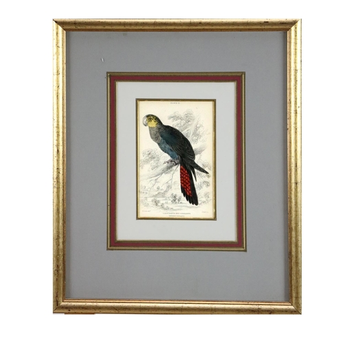 600 - An attractive set of 4 hand coloured Bird Prints, after E. Lear, in attractive mounts and frames, 15... 