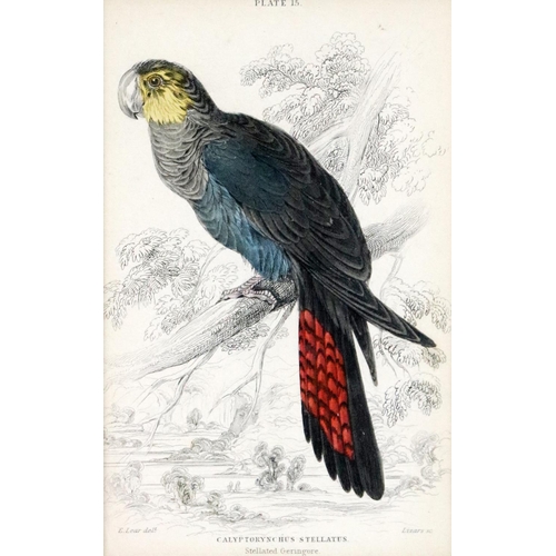 600 - An attractive set of 4 hand coloured Bird Prints, after E. Lear, in attractive mounts and frames, 15... 