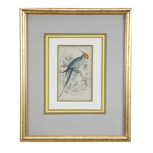 600 - An attractive set of 4 hand coloured Bird Prints, after E. Lear, in attractive mounts and frames, 15... 