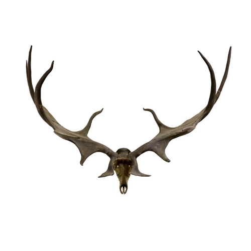 An extremely fine specimen of Cervus Giganteus Hibernicus, or Gigantic Irish Deer. A very fine pair of enormous fossilized Irish Elk Horns and Skull, the horns with 14 points and spanning 98" (8'2") 249cms, some pints replaced, restored or lacking. Ex. Scare. (1)