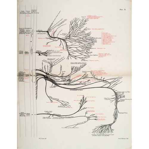 78 - Flower (Wm. H.) Diagrams of the Nerves of the Human Body, lg. 4to Lond. 1872. Second Edn., 6 lg. dbl... 