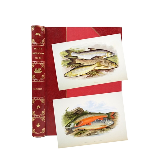 195 - Most Desirable Copy with large Coloured PlatesHoughton (Rev. W.) British Fresh-Water Fishes, 2 lg. f... 
