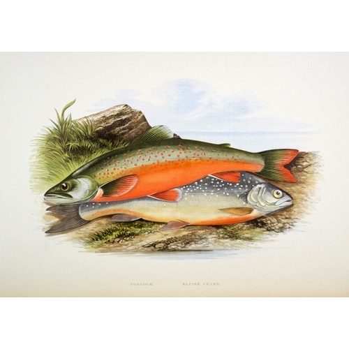 195 - Most Desirable Copy with large Coloured PlatesHoughton (Rev. W.) British Fresh-Water Fishes, 2 lg. f... 