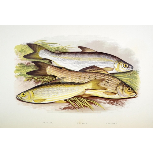 195 - Most Desirable Copy with large Coloured PlatesHoughton (Rev. W.) British Fresh-Water Fishes, 2 lg. f... 