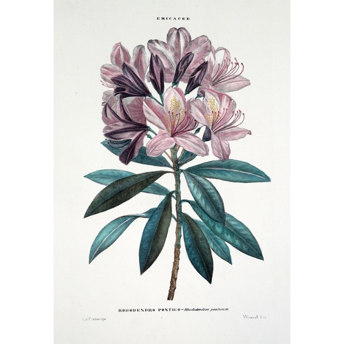 196 - With Fine Hand-Coloured PlatesTenore (V.) & Pasquale (G.A.) Atlante di Botanica Popolare, ossia ... 