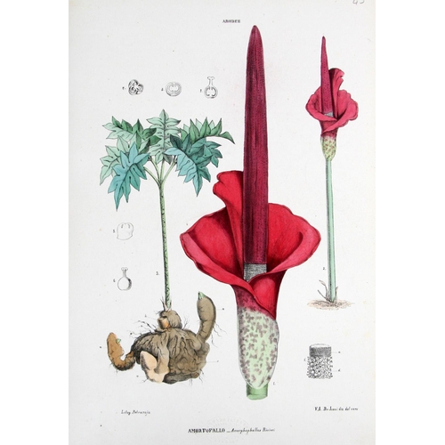 196 - With Fine Hand-Coloured PlatesTenore (V.) & Pasquale (G.A.) Atlante di Botanica Popolare, ossia ... 