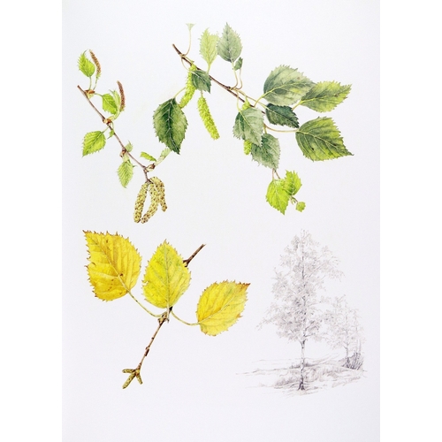 393 - Illustrated Volume: Nelson /(E.C.) & Walsh (W.F.) illus. Trees of Ireland Native and Naturalized... 