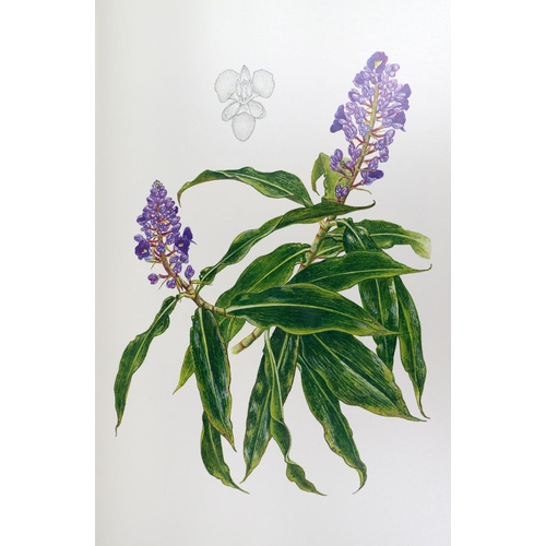 408 - Oxlade (D.)artist, Maxwell (R.), & Scott (R.) contrib.&nbsp;A Tropical Glen, A Florilegium of Be... 