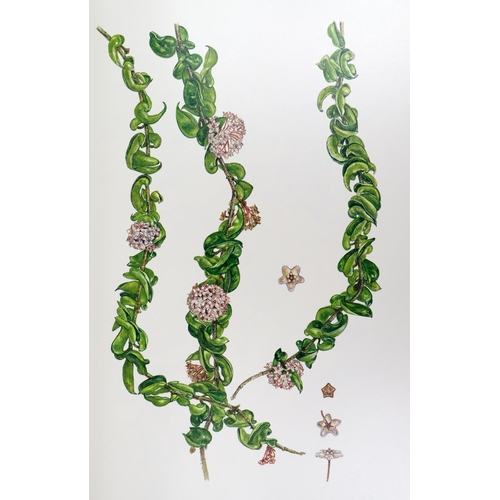 408 - Oxlade (D.)artist, Maxwell (R.), & Scott (R.) contrib.&nbsp;A Tropical Glen, A Florilegium of Be... 