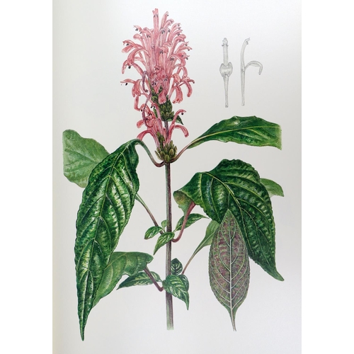 408 - Oxlade (D.)artist, Maxwell (R.), & Scott (R.) contrib.&nbsp;A Tropical Glen, A Florilegium of Be... 