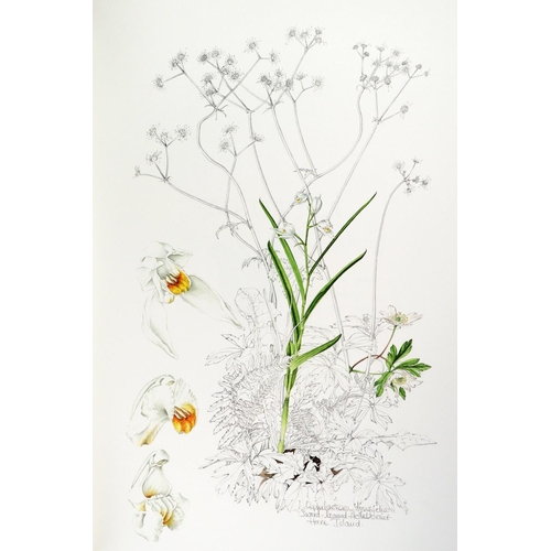 409 - Sex (Susan)artist & Sayers (B.)comp. Ireland's Wild Orchids, folio, B. (Nicholson & Bass) 20... 