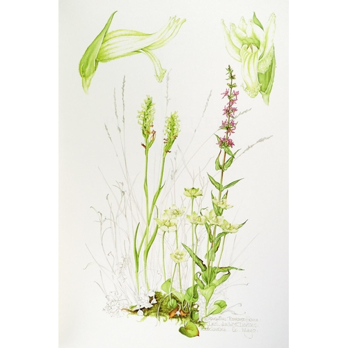 409 - Sex (Susan)artist & Sayers (B.)comp. Ireland's Wild Orchids, folio, B. (Nicholson & Bass) 20... 