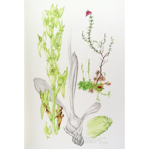 410 - Illustrated Volume: Sex (Susan) & Sayers (Brendan) Ireland's Wild Orchids, folio, Belfast (Nicho... 