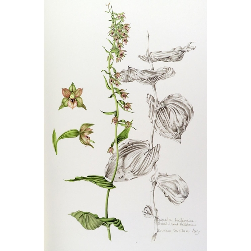 410 - Illustrated Volume: Sex (Susan) & Sayers (Brendan) Ireland's Wild Orchids, folio, Belfast (Nicho... 