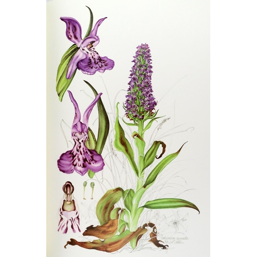 410 - Illustrated Volume: Sex (Susan) & Sayers (Brendan) Ireland's Wild Orchids, folio, Belfast (Nicho... 