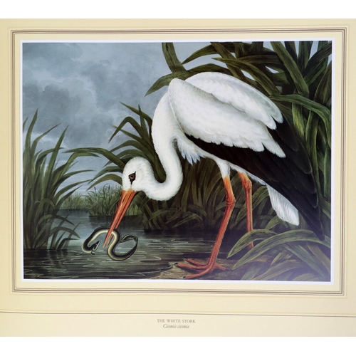 421 - Illustrated Volume: Ornithology: Anglesea (M.)ed. [Parker (Richard Dunscombe)] Birds of Ireland, obl... 