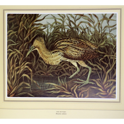 421 - Illustrated Volume: Ornithology: Anglesea (M.)ed. [Parker (Richard Dunscombe)] Birds of Ireland, obl... 