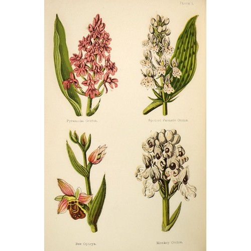 11 - Hulme (F. Edw.) Familiar Wild Flowers, Vols. 1 -6, also Familiar Garden Flowers, Vols. 1 & 2, to... 