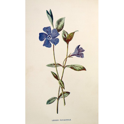11 - Hulme (F. Edw.) Familiar Wild Flowers, Vols. 1 -6, also Familiar Garden Flowers, Vols. 1 & 2, to... 