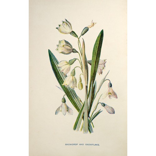 11 - Hulme (F. Edw.) Familiar Wild Flowers, Vols. 1 -6, also Familiar Garden Flowers, Vols. 1 & 2, to... 