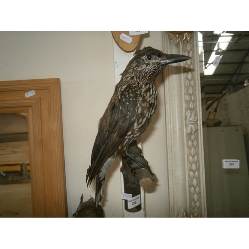 200 - Taxidermy bird