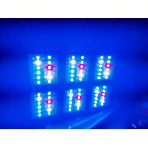 13 - Kingbo LED growing light working