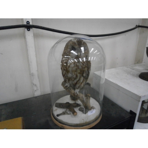 413 - Taxidermy owl in glass display dome