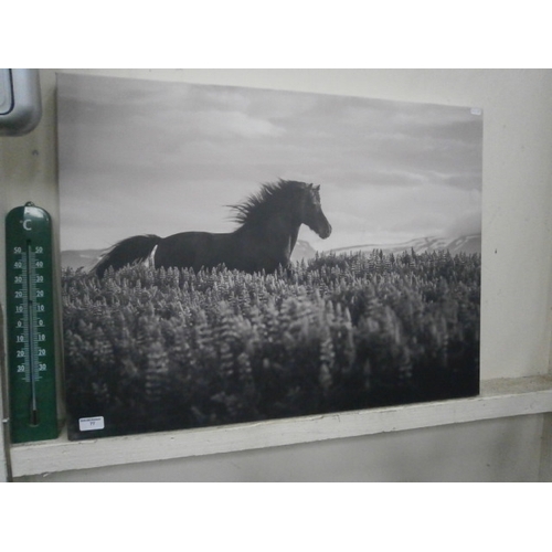 77 - Horse canvas print