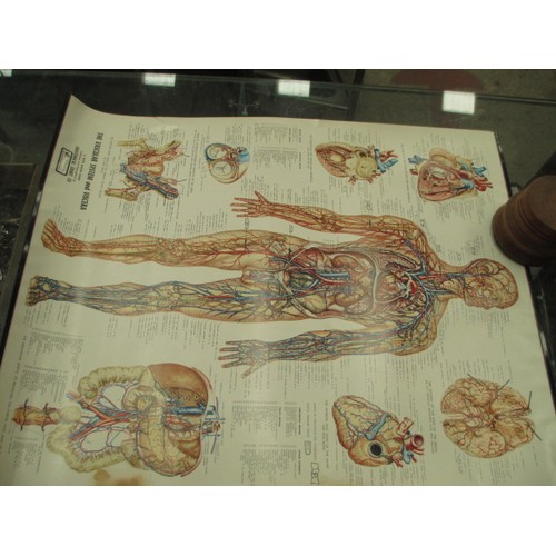 348 - Lot inc German anatomy head and anatomy posters