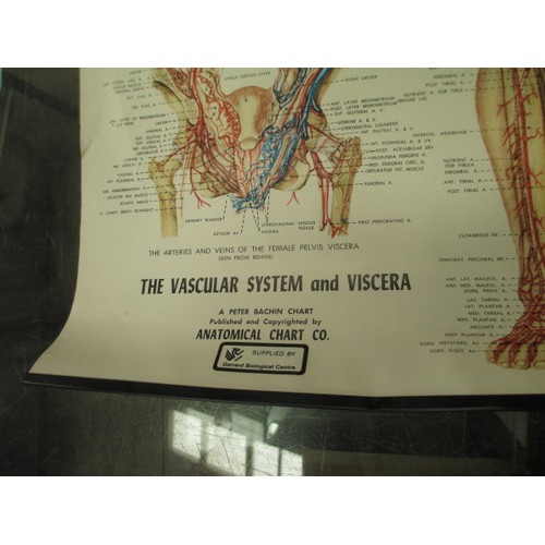 348 - Lot inc German anatomy head and anatomy posters