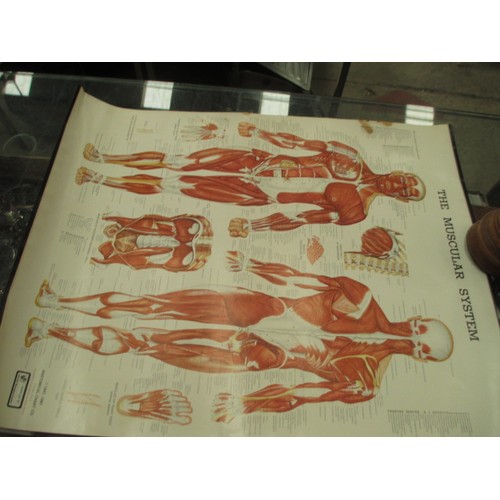 348 - Lot inc German anatomy head and anatomy posters