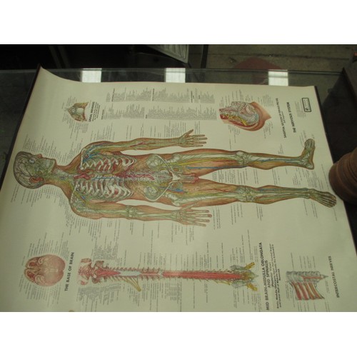 348 - Lot inc German anatomy head and anatomy posters