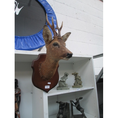 428 - Taxidermy deer head