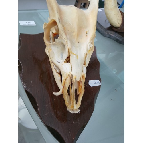 279 - Mounted animal skull