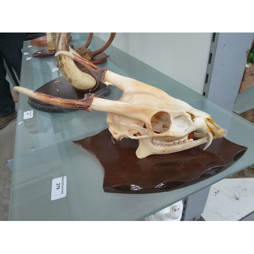 279 - Mounted animal skull