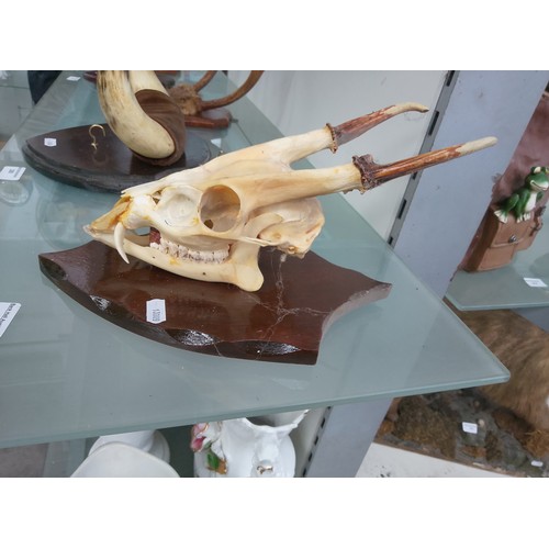 279 - Mounted animal skull