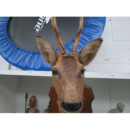 428 - Taxidermy deer head