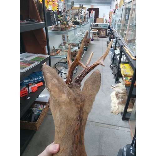 428 - Taxidermy deer head