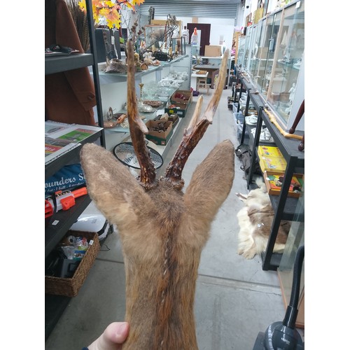 428 - Taxidermy deer head